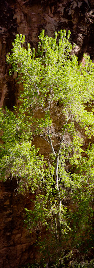 Cottonwood Panorama