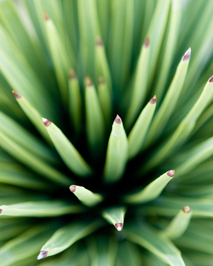 Joshua Tree Detail